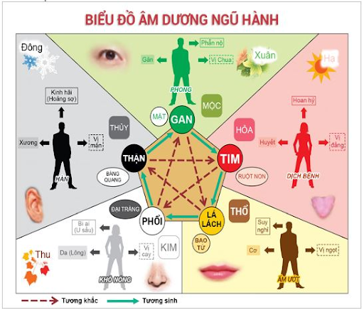 [Góc tìm hiểu] Học thuyết Âm Dương ứng dụng trong Y học Cổ truyền