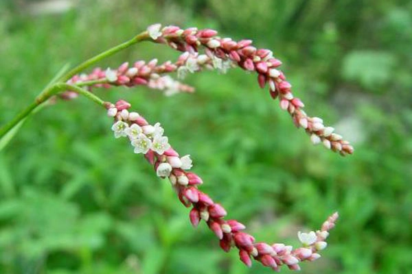 Thuốc Nhuận Tràng -  Loại bỏ ngay tình trạng táo bón kéo dài