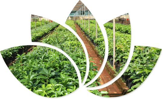 Bài thuốc &Dược liệu