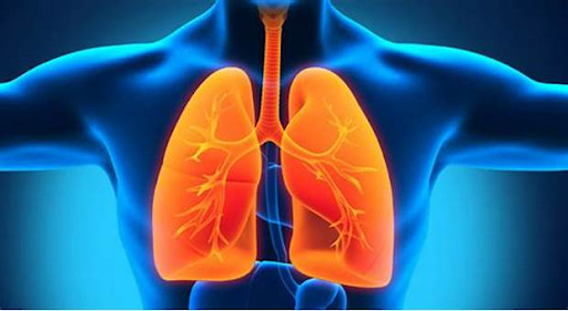 Hiểu rõ về chức năng của 3 tạng Tỳ - Phế - Thận trong cơ thể