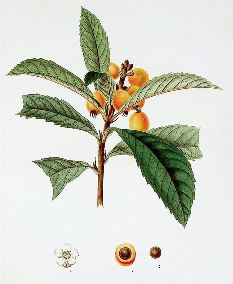 Thuốc Chữa Ho đặc trị long đờm cắt nhanh các cơn ho kéo dài