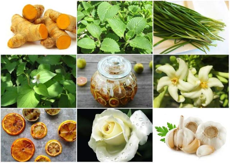 Thuốc điều trị COPD nào hiệu quả? Tây y và Đông y trong điều trị COPD