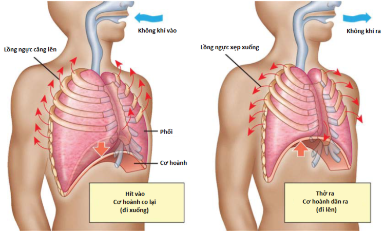 Phương pháp tập thở cho bệnh nhân copd cải thiện bệnh tức thì!