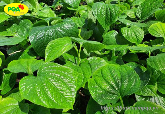 Lá lốt chữa đau thần kinh tọa: Bài thuốc dân gian hiệu quả