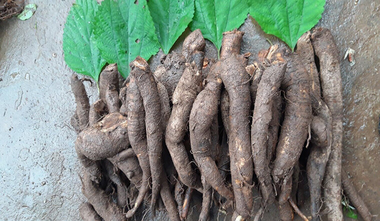 Củ gai chữa sa tử cung: Sự thật về hiệu quả và cách sử dụng