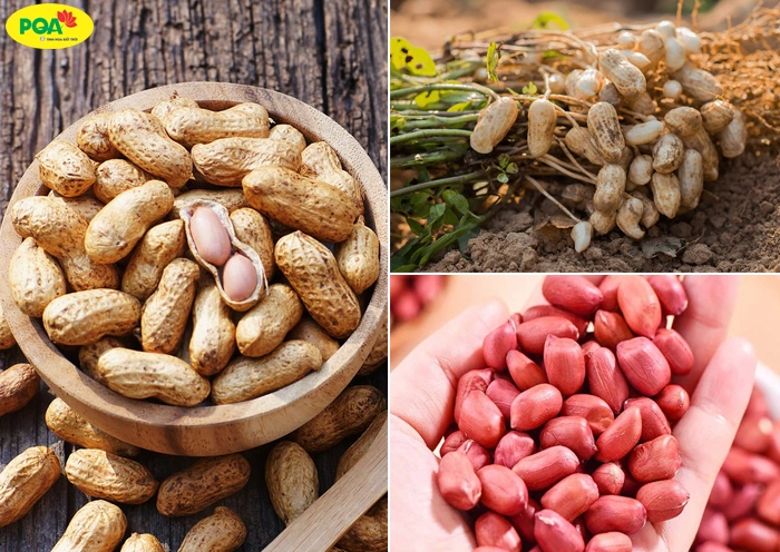 Chữa bệnh parkinson bằng đậu phộng được không?